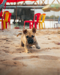 A cute putty in the sand runs toward you
