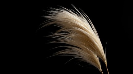 A reed on a black background.Fluffy pampas grass. Background of reed panicles.Abstract texture. A place for the text.