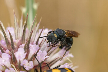 Closeup on a quite large mediterranean small carpenter bee, Ceratina chalcites on a pink Dipsacus flower