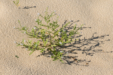plant with graphic shapes on the beach