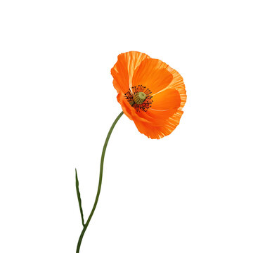 Poppy image isolated on a transparent background PNG photo