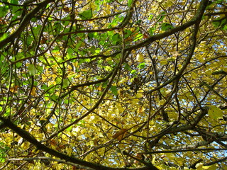 Autumn leaves on a tree