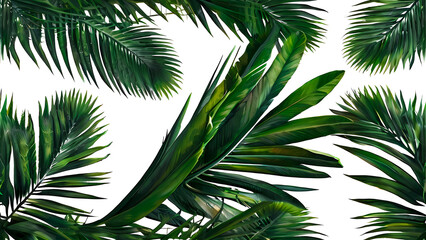 Group of green leaves of exotic palm tree Isolated on a white transparent background, Tropical plant foliage with visible texture.