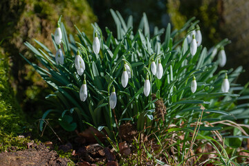 Frühlingsblume Schneeglöckchen, Schweiz