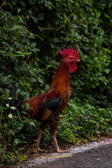 rooster in the garden