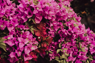 Closeup Group of Yellow Bougainvillea Flowers Isolated on Background,Close-up of pink bougainvillea glabra plant,Close-up of pink bougainvillea glabra blossoms.Bougainvillae flowers on lisbon city 