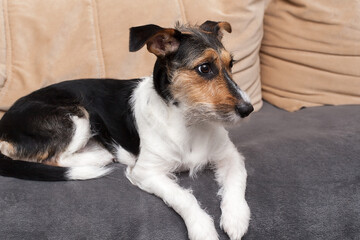 Purebred Jack Russell Terrier dog lying at home on couch. Happy dog is resting in living room. Jack Russell Terrier dog is waiting for owner of house. concept of pets. Happy dog life. Pet Shop