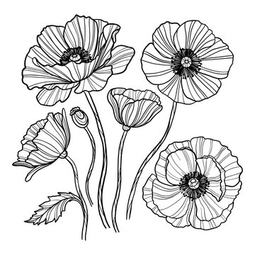 Set of hand drawn poppy flowers. Outline vector illustration.
