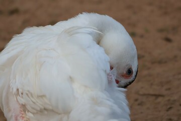 close up of a white bird