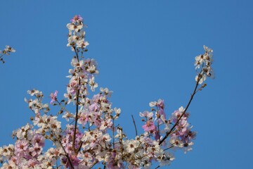 Purple flowers. Tabak is classified as an ornamental plant and auspicious plant. With large purple-pink inflorescences.