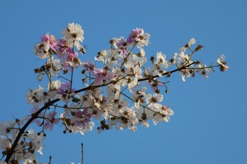 Purple flowers. Tabak is classified as an ornamental plant and auspicious plant. With large purple-pink inflorescences.