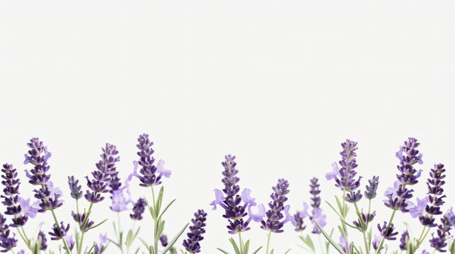 Lavender flowers isolated on a white background