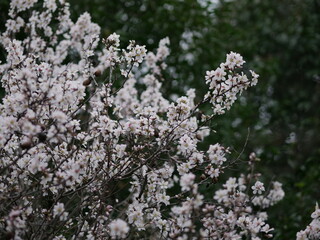 Flowers on almond tree. Blooming almond. Crown of tree sways on wind