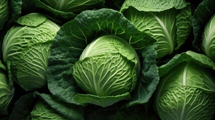 Obraz premium Fresh green cabbage grows in the garden. Large cabbage leaves . Gardening and agriculture.