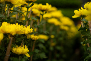 Field of orange petals of Opium poppy flower blooming on blurry green leaves under sunlight evening,Close-up of flowering plant on field against sky,chrysanthemum indicum is blooming in the garden.
