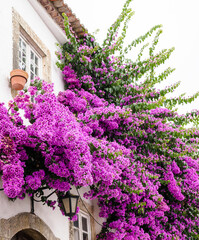 The wall of the house with abundantly blooming purple Bogumila - bougainvillea at the end of August.