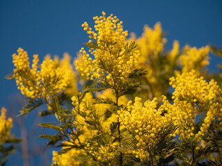 Beautiful bright yellow hairy mimosa flowers close-up. Blooming mimosa tree in early spring waves on wind. Sunny spring day. Acacia dealbata. Fluffy flowers in spring garden with sunny bokeh light