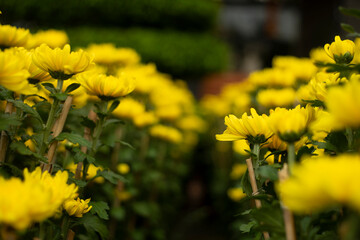 Field of orange petals of Opium poppy flower blooming on blurry green leaves under sunlight evening,Close-up of flowering plant on field against sky,chrysanthemum indicum is blooming in the garden.