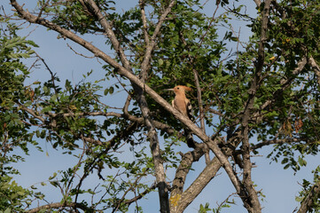 Upupa epops - Hoopoe - Huppe fasciée