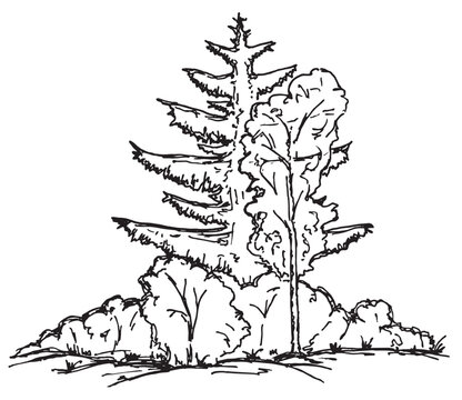 Trees, Shrub. Vegetation. Deciduous and coniferous trees. Hand drawn vector illustration with black outline. Sketch in ink illustration landscape. Coloring book.