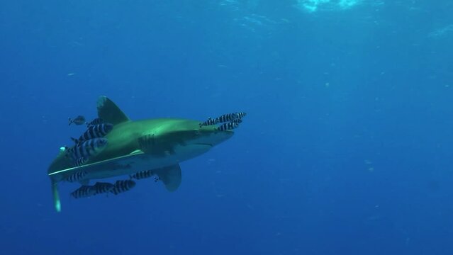 A school of fish moves with a shark Journey to the depths of the sea Wild sea creatures 4K Slow motion
