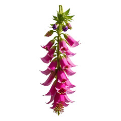 Foxglove image isolated on a transparent background PNG photo