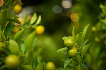 calamondin are also used as an ingredient in Malaysian and Indonesian cuisine. In Vietnam,...