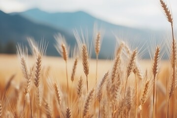 Fototapeta premium Scenic side view of a beautiful golden wheat field with dry, mature autumn wheat ears