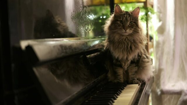 Cinematic, beautiful big cat looks at camera sits on vintage old piano, beautiful domestic cat. Kurilian Bobtail breed. Close-up home interior. Cute purebred long haired kitty, 4K. music concept