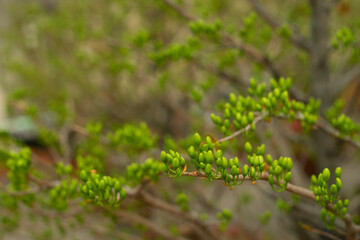  Ochna integerrima has a straight, round stem and flowers clustered on the branches. If Ochna integerrima have flowers with five small petals, Ochna integerrima are called "sparrow Ochna integerrima".