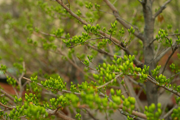 Fototapeta premium Ochna integerrima has a straight, round stem and flowers clustered on the branches. If Ochna integerrima have flowers with five small petals, Ochna integerrima are called 
