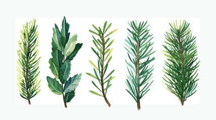 Spruce pine branch illustration vector - obrazy, fototapety, plakaty