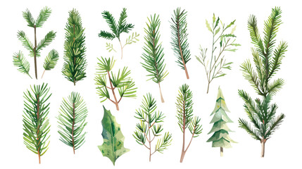 Spruce pine branch illustration vector - obrazy, fototapety, plakaty