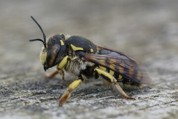 Closeup on a Mediterranean female Florentine Woolcarder solitary bee, Anthidium florentinum sitting on wood