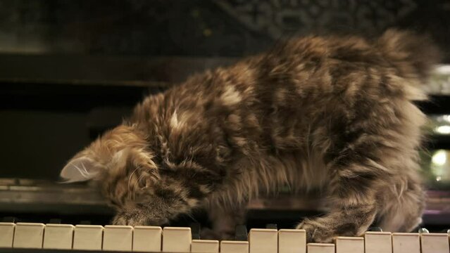 Leisure activities in your free time. A cute grey kitten plays walks piano with its paws  Comic.  4K. Music and pets. Piano lessons. Old vintage keyboard. Cinematic.
