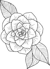 Botanical illustration of camellia flower. Hand drawn flower illustration on isolated background.