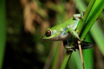 Frogs of Munnar  - Frogs of Kerala