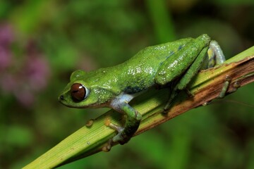 Frogs of Munnar  - Frogs of Kerala