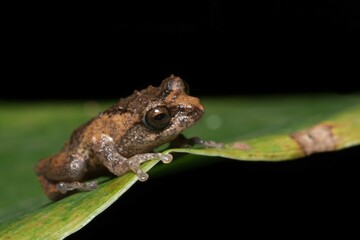 Frogs of Munnar  - Frogs of Kerala