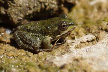 Closeup on a small European pool frog, Pelophylax lessonae, hiding among the stones