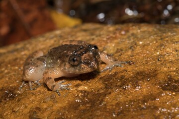 Frogs of Munnar  - Frogs of Kerala