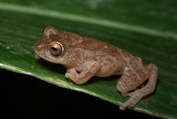 Obraz premium Frogs of Munnar - Frogs of Kerala