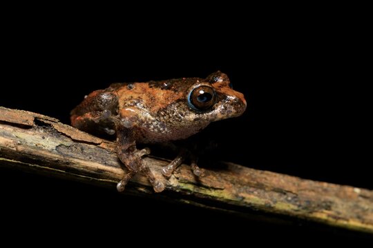 Frogs of Munnar  - Frogs of Kerala