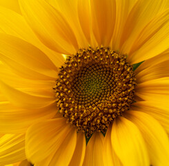 Sunflowers are in Ho Chi Minh city, Vietnam