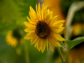Sunflowers are in Ho Chi Minh city, Vietnam