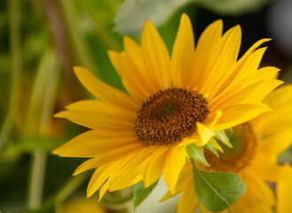 Sunflowers are in Ho Chi Minh city, Vietnam