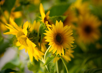 Sunflowers are in Ho Chi Minh city, Vietnam