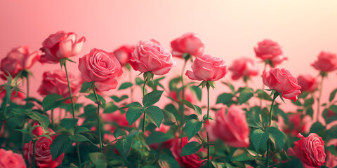 Obraz premium Rose flower