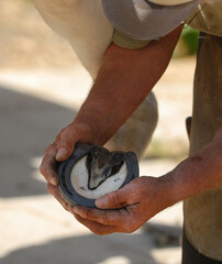 Close up of blacksmith or farrier hands working on horse hoof fitting horse shoe to horses freshly...