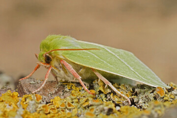 Closeup on the colorful green silver-lines moth, Pseudoips prasinana sitting on a lichen covered wood